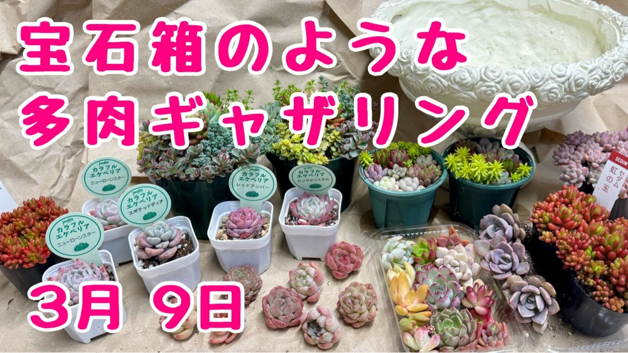 宝石箱のようなカラフルな  #多肉植物   #寄せ植え  #ギャザリング　2026年3月9日