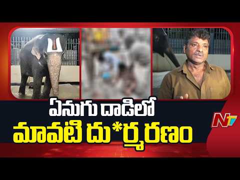 Tirupati : Elephant Attack Claims Mahout’s Life in Tiruchanur | Tirupati | NTV Telugu