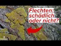 Flechten an Bäumen - schädlich oder nützlich? Das solltest du wissen!