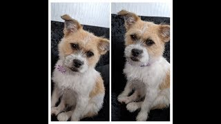 Shih Tzu/Jack Russell Mix ,Bath time