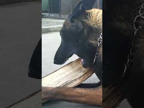 تأثير صوتي يهدر كلب غاضب