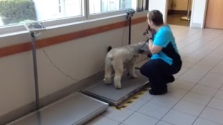 Celebrity Getting dogs onto the scale doesn’t have to be a drag Wealth