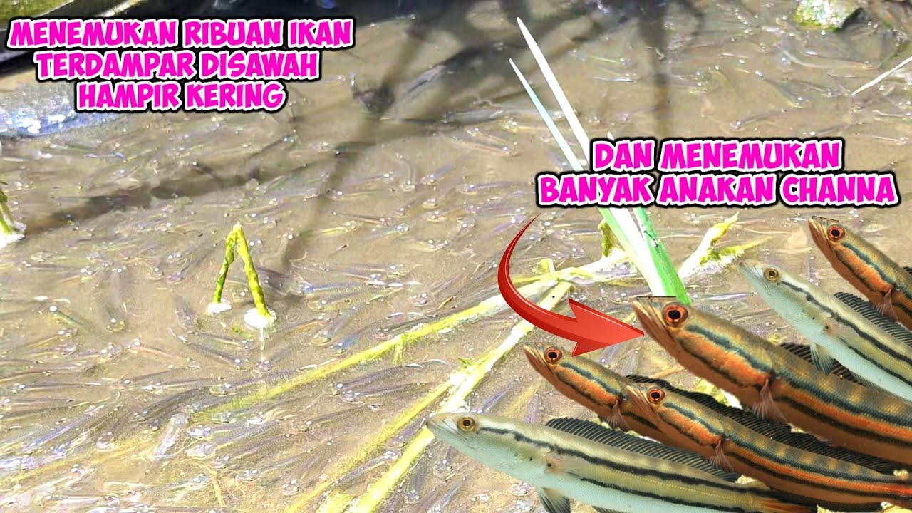 AKIBAT SAWAH KEKERINGAN BANYAK IKAN TERDAMPAR ADA ANAK CHANNA JUGA