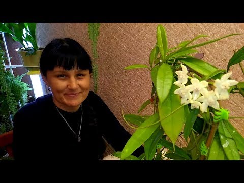 Мои комнатные растения