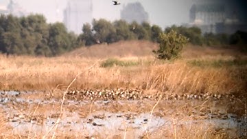 Pintail rocket netting California waterfowl 2015