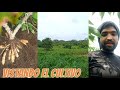 VISITANDO EL CULTIVO YUCA AMARGA, FALTA POCO PARA COSECHAR