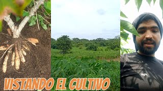 VISITANDO EL CULTIVO YUCA AMARGA, FALTA POCO PARA COSECHAR