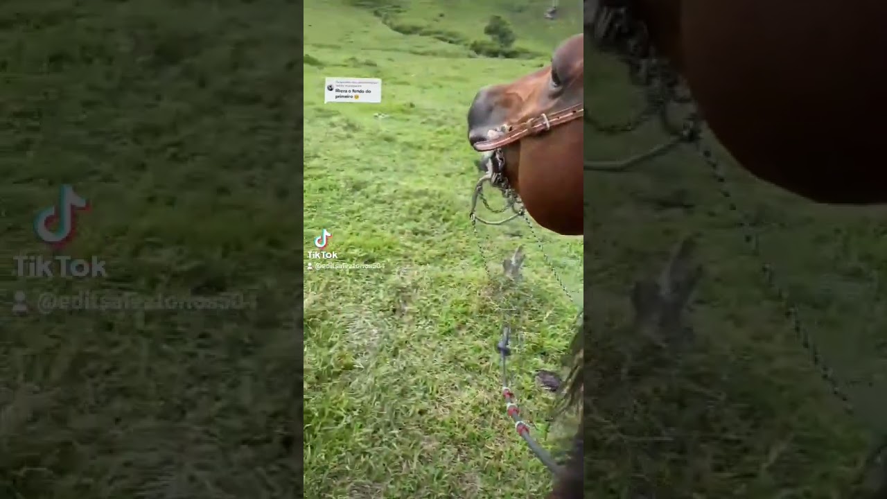Lindo Cavalo Quarto de Milha Relinchando no Campo 