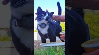 [kitty taste test] meow mix chunks in gravy wet cat food review