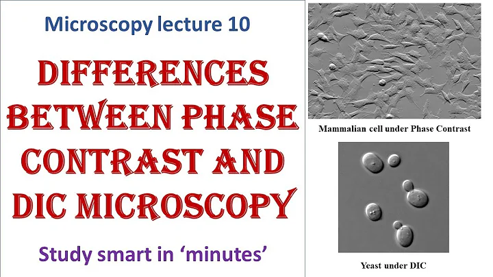 Differences between Differential Interference Contrast (DIC) and Phase Contrast microscopy