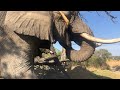 Jabu crunching branches | Living With Elephants Foundation | Botswana Elephant Sanctuary |