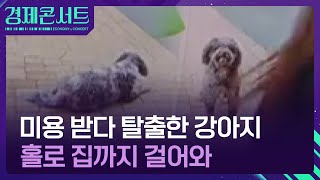미용 받다 탈출한 강아지…스스로 집 찾아와 [경제콘서트] / KBS  2025.07.03.