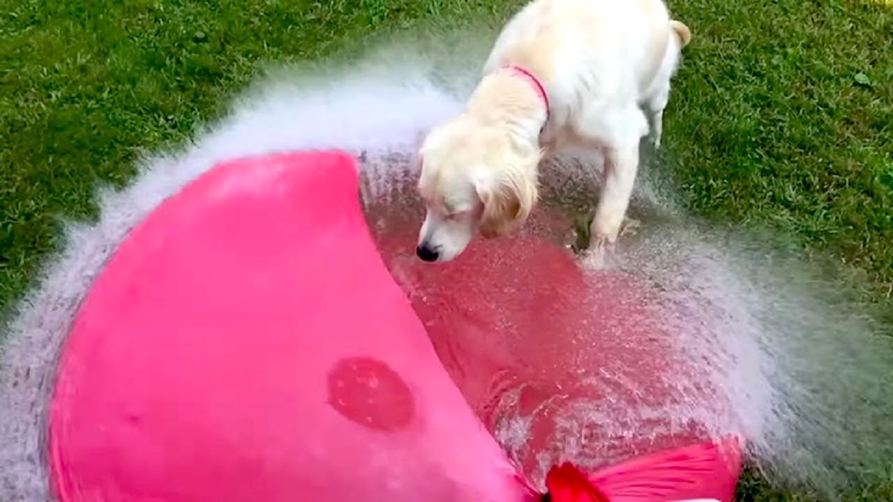 BALLOON BLOW UP | 10 Water Balloon Shows| Balloons Popping Show 