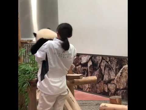 19.6.11和歌山冒險大世界的大熊貓幼崽彩浜去搗亂，飼養員把它放到架子上，它自己從滑梯上滾了下來