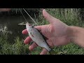 Lazy afternoon Float fishing - Roach on bread