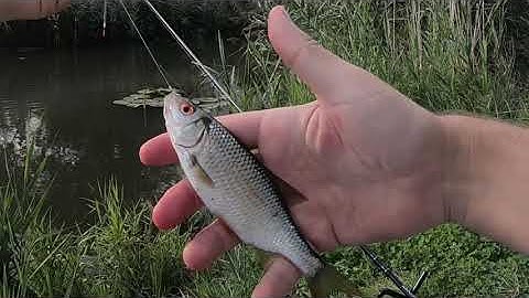 Lazy afternoon Float fishing - Roach on bread