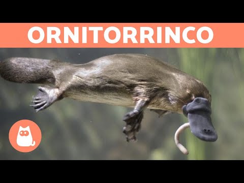 Vídeo: Quem é O Ornitorrinco