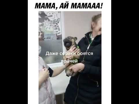 Собака боится врача🤣The dog is afraid of the doctor🤣