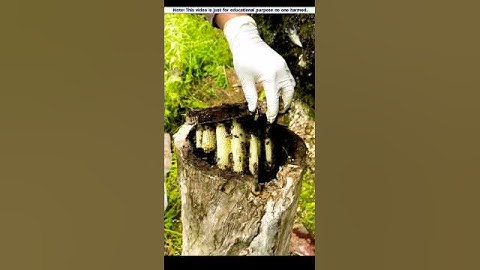 Beekeeping inside trees🪰 #shorts #trending #viral #youtubeshorts