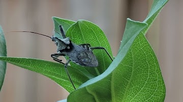 Wheel bug travels - legs grip the edge of a leaf