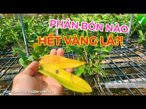 Video: Tại Sao Lá Phong Lan Chuyển Sang Màu Vàng ở Nhà