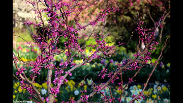 تلاوة خاشعة من سورة الأحزاب عبدالعزيز الزهراني ( إن الله وملائكته يصلون على النبي )