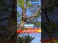 Cutting a Heavy Branch with Chainsaw | No Harness #Chainsaw #Arborist #TreeWork #SafetyFirst #PPE