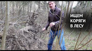 видео: Ищем коряги в лесу картинка: Ищем коряги в лесу