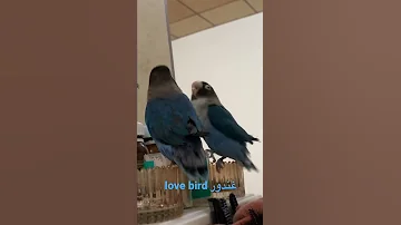 طيور غندور صوت رهيب LOVE BIRD 