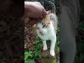 Why does this cat meow when you stroke its neck? 🐱🤔 #cat #pets
