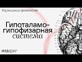 Гипоталамо-гипофизарная система | Нормальная физиология