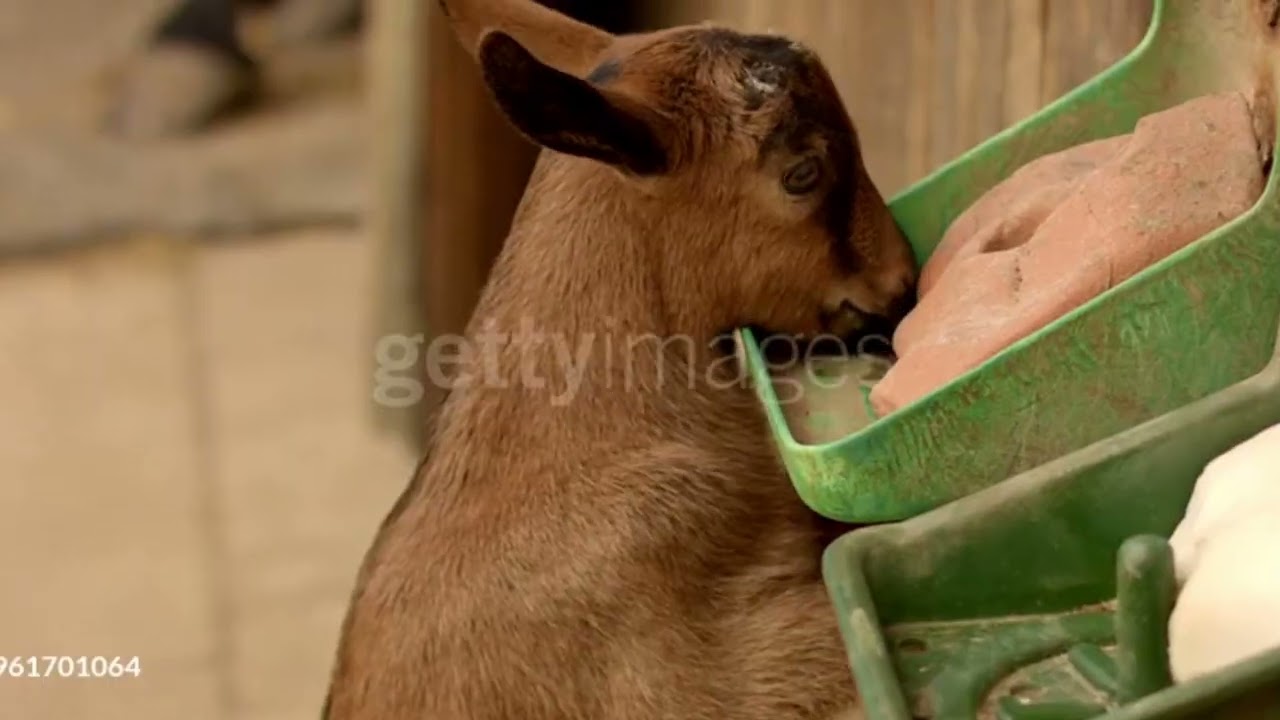 The twelve days of christmas Japanese   12日間のクリスマス 