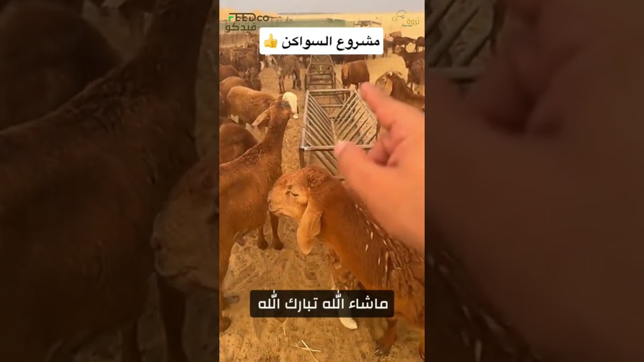 مشروع تسمين السواكن ٣