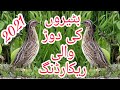 Lawa Batair Ki Awaz Mp3 Free Download Volume138 || Common Quail Sound effect || Hunter Hunt