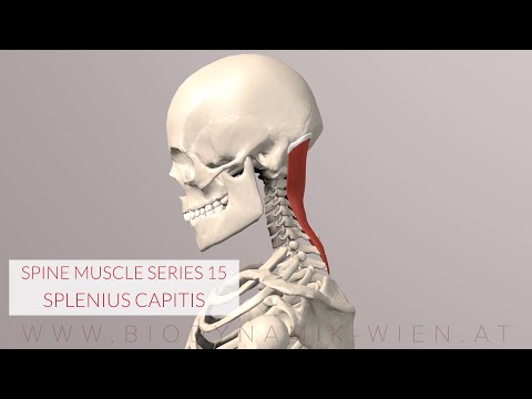 Vidéo: Origine, Anatomie Et Fonction Du Muscle Splenius - Cartes Corporelles