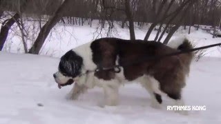 Ours Marche et Roule Dans la Neige