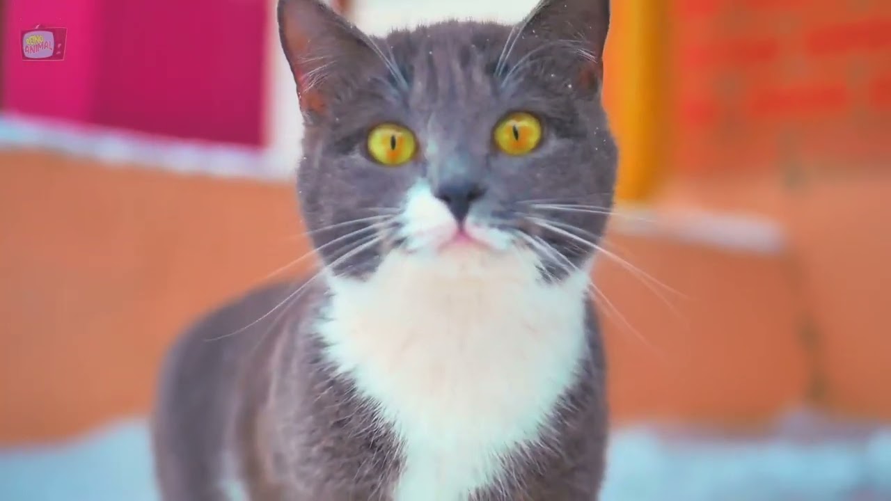 HII NDI SABABU YA PAKA KULIA USIKU