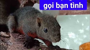 tiếng sóc bụng đỏ kêu bạn tình cực hay. mp3 chuẩn mới 2023 bao xa cũng đến