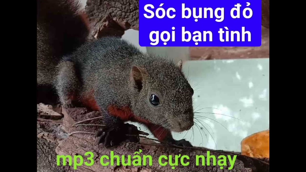 tiếng sóc bụng đỏ kêu bạn tình cực hay. mp3 chuẩn mới 2023 bao xa cũng đến
