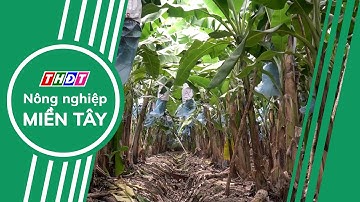 Chuyển giao công nghệ nhân giống chuối chất lượng cao | Nông nghiệp Miền Tây