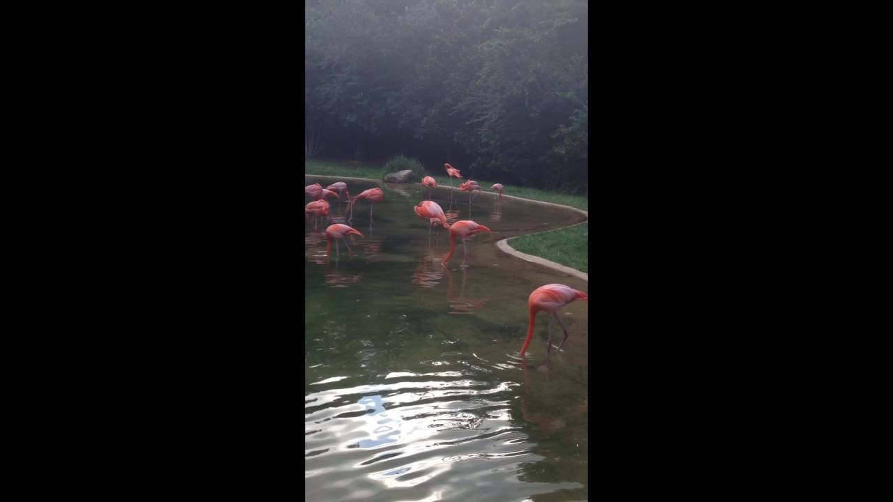 video phone beyonce mp3 flamingos being flamingos