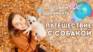 How to fly with a PET on a plane | FLIGHT WITH A DOG TO THE USA