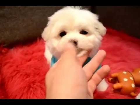 baby maltese puppy for sale