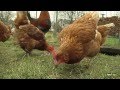 Votre poule pondeuse - Mes animaux de ferme - Tom&Co