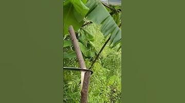 Tôi làm con rựa quắm phát rẫy bằng thép lò xo xe lửa chặt cây như chặt chuối vậy