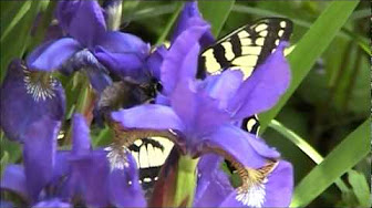 Flowers, Gardens, and Plants