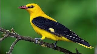 Experience Nature's Symphony: The Striking Call of the Eurasian Golden Oriole