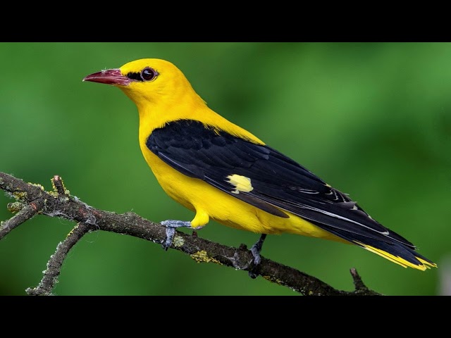 Rasakan Simfoni Alam: Panggilan Menakjubkan dari Oriole Emas Eurasia class=