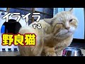 あぁ〜 わかった　わかったから【野良猫】