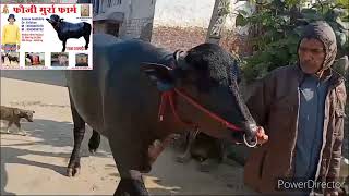 Raja Shamri 10,11,12 Jan Ko Milate Ha Dfa Kurukshetra